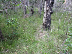 Arthrochilus prolixus