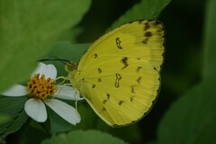 Eurema andersoni