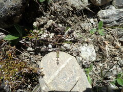 Chaerophyllum novae-zelandiae