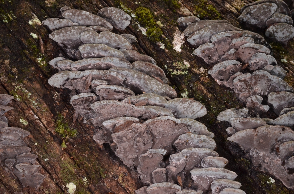 Nigroporus durus
