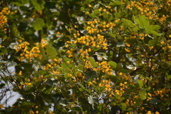 Pterocarpus rotundifolius