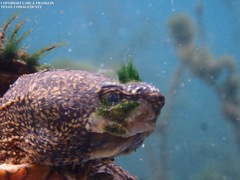Sternotherus odoratus