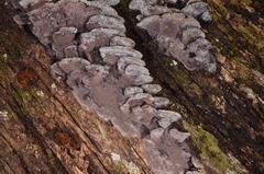 Nigroporus durus