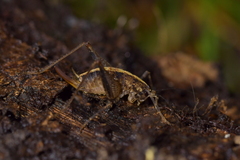 Pleioplectron hudsoni