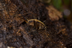 Pleioplectron hudsoni