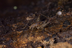 Pleioplectron hudsoni