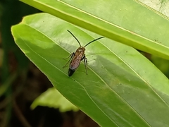 Phalerimeris phalerata