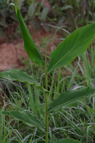 Aframomum alboviolaceum image