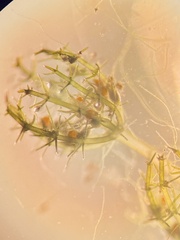 Lamprothamnium papulosum