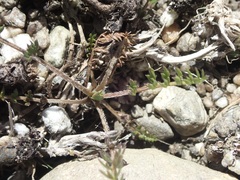 Chaerophyllum novae-zelandiae