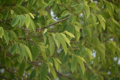Xylopia parviflora