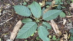 Dendrocnide meyeniana