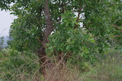 Terminalia brachystemma