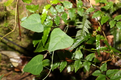 Echinostephia aculeata