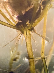 Lamprothamnium papulosum