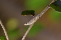 Thamnosara sublitella