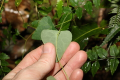 Echinostephia aculeata