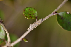 Thamnosara sublitella