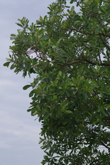 Terminalia brachystemma