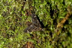 Isonomeutis amauropa