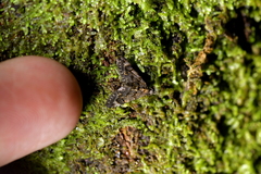 Isonomeutis amauropa