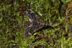 Isonomeutis amauropa