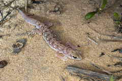 Diplodactylidae