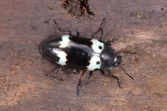 Episcapha flavofasciata