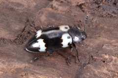 Episcapha flavofasciata