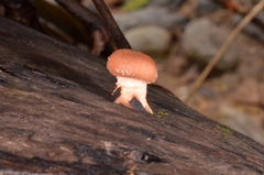 Lentinula lateritia