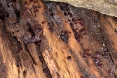 Adelphella babingtonii