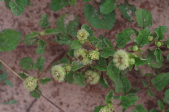 Acanthospermum australe