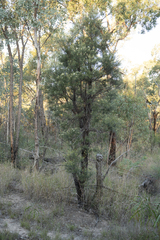 Callitris glaucophylla