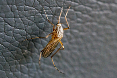Aedes vittiger
