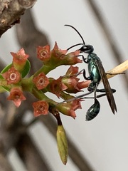 Chalybion bengalense