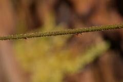 Rubus australis