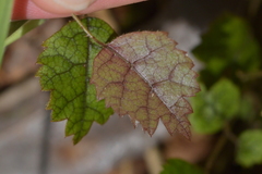 Rubus australis