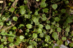 Rubus australis