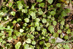 Rubus australis