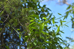 Passiflora tetrandra