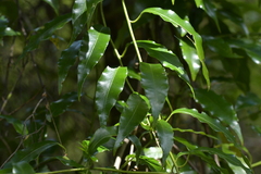 Passiflora tetrandra