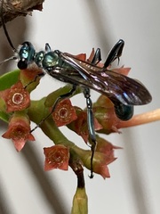 Chalybion bengalense