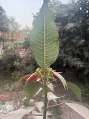 Euphorbia pulcherrima