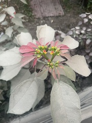 Euphorbia pulcherrima