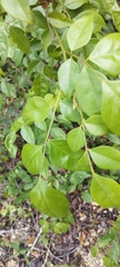 Picramnia antidesma