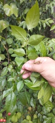 Picramnia antidesma