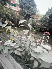 Euphorbia pulcherrima