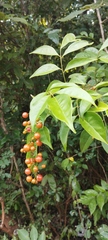 Picramnia antidesma