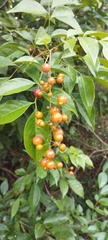 Picramnia antidesma