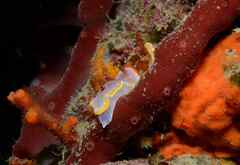 Felimida purpurea